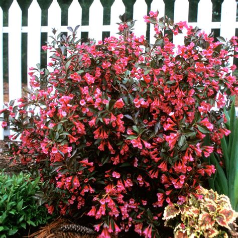 Save up to 75% off whether you buy a single plant, a lot of 3 or 10, or any one of our quality special offers. 3 X WEIGELA FLORIDA 'WINE AND ROSES' DECIDUOUS SHRUB HARDY ...