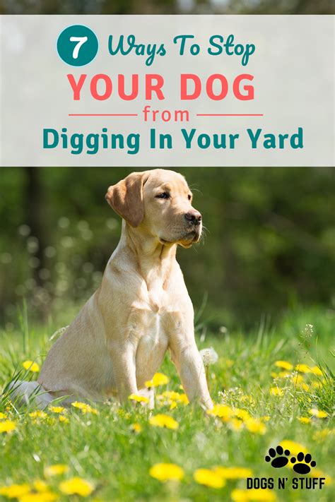 I love to dig holes, i used to mess up the yard but now i use my sandpit instead. Why is My Dog Digging Holes All of A Sudden? | Dogs ...