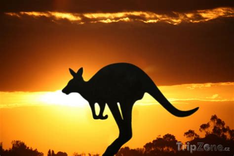 Klokan A Západ Slunce Foto Fotografie Austrálie Tripzonecz