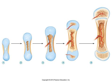 Endochondral Ossification In A Long Bone Diagram Quizlet