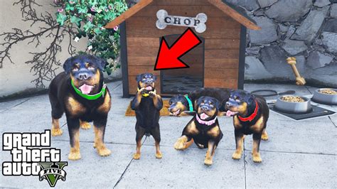 Chop Has Puppies In Gta 5 Funny Youtube