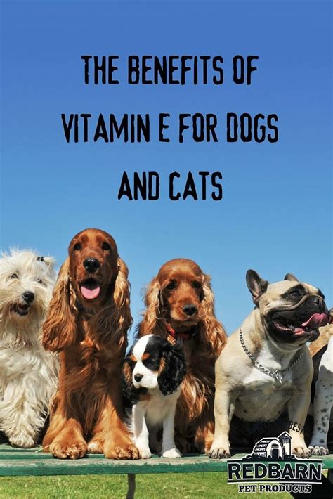 Considering your dog's age is important because vitamin manufacturers create the supplements with specific vitamins and minerals that are best suited for. The Benefits of Vitamin E for Dogs and Cats | Vitamin e ...