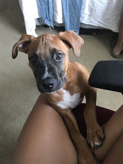 1 boxer breeders south carolina listings; Boxer Puppies For Sale | Columbia, SC #214468 | Petzlover