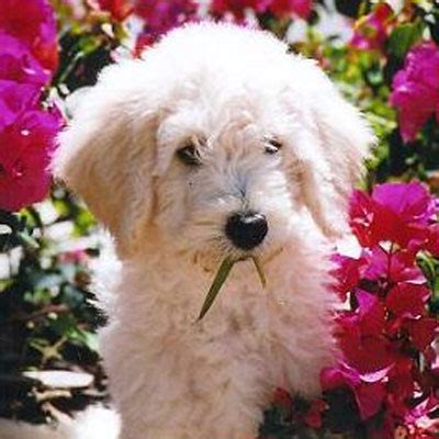 Goldendoodle designer breed doesn't shed and is suitable for people who suffer from allergies. Goldendoodle Generations for Puppies by Moss Creek ...