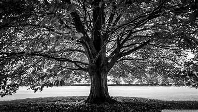 Tree Under Avebury Kingdom United Flickr Desktop