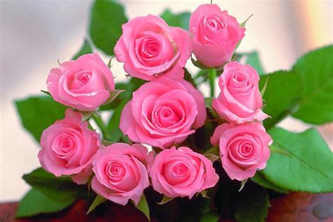 Makna Di Sebalik 9 Warna Bunga Ros Yang Patut Anda Tahu Baca Disini