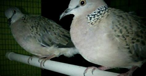 Perbedaan burung cockatiel jantan dan betina selanjutnya adalah yang. Ciri-ciri perbedaan Derkuku jantan dan betina yang akurat - On Kicau
