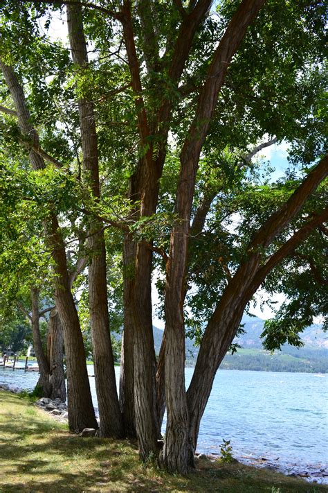 We look forward to sharing our stehekin creekside cabin with you. Trees Lake Chelan, WA | Tree, Lake, Chelan
