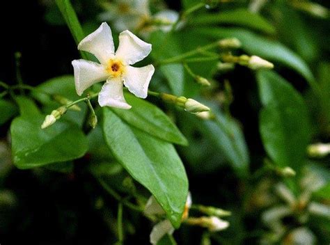 As far as our experience goes, the yellow star jasmine is even. Trachelospermum asiaticum (Asian Star Jasmine, Asiatic ...