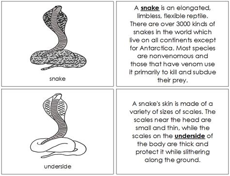 Parts of a Snake Nomenclature Book Montessori Zoology | Etsy Canada