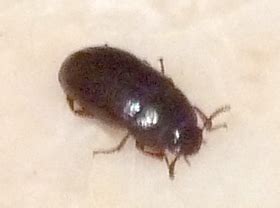 Unlike bed bugs, they have wings. Possibly Black Carpet Beetle - What's That Bug?