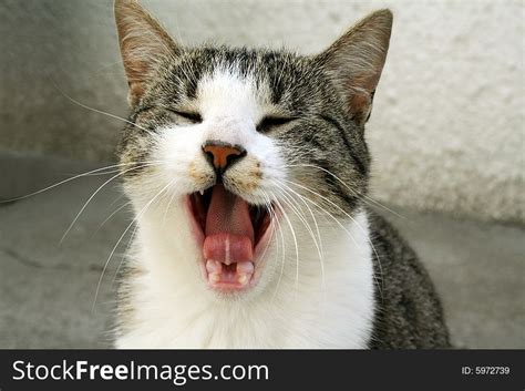 Funny Cat Screaming Free Stock Images Photos