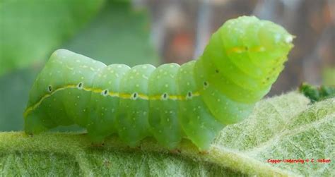 52 Types Of Green Caterpillars How To Identify Them And Pictures