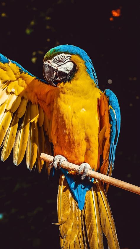 1080x1920 1080x1920 Macaw Parrot Birds Hd 5k For Iphone 6 7 8
