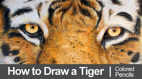 Learn How To Draw Tiger Eyes With Colored Pencils In This Lesson