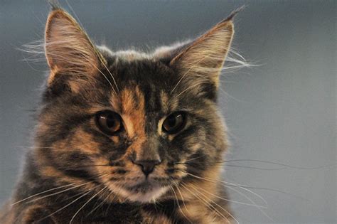 20 things you didn t know about tortoiseshell cats