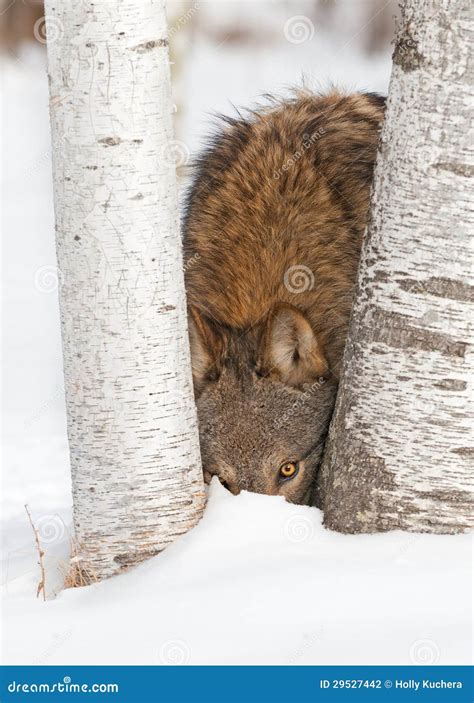 Grey Wolf Canis Lupus Peers Between Birch Trees Stock Photography