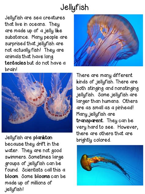 Children's charity fly high billie invites aussie kids to write to students in covid hotspots abroad this b kinder day on june 22. Classroom Freebies Too: Jellyfish Close Reading