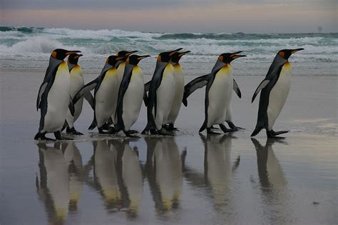 Filefalkland Islands Penguins 02 Wikimedia Commons