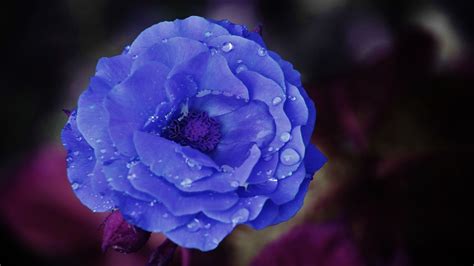 Free Images Nature Blossom Leaf Flower Purple Petal Bloom