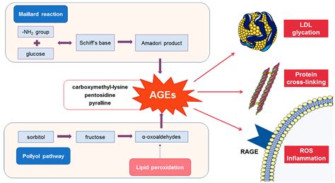 Metabolites Free Full Text The Role Of Advanced Glycation End Products On Dyslipidemia