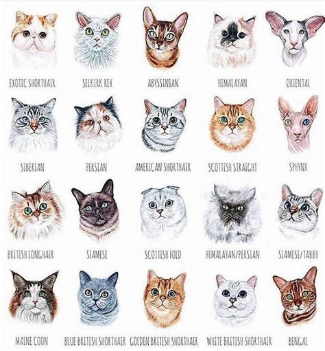 All The Types Of Kitties Cats Illustration Cat Breeds Chart Cat Breeds