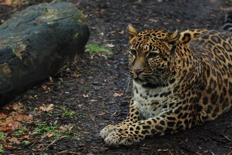 Indochinese Leopard Indochinese Leopard Canine