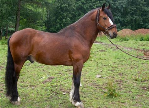 Vladimir Heavy Draft Horse Info Origin History Pictures