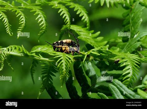 Yellow And Black Insects Hi Res Stock Photography And Images Alamy