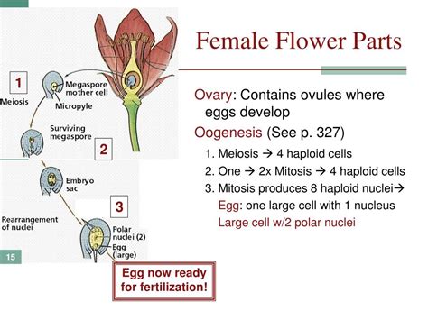 Interestingly, some plants actually have both male and female parts, which allows the plant to reproduce with itself. PPT - Chapter 12: Reproduction PowerPoint Presentation, free download - ID:3266975