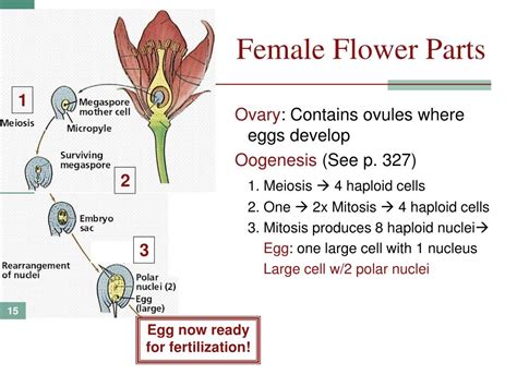 The pistils (remember, these are the female structures) are made up of three parts: PPT - Chapter 12: Reproduction PowerPoint Presentation, free download - ID:3266975