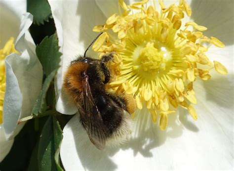 Urban Pollinators The Seven Most Common Bumblebee Species To Find In