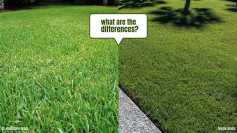 St Augustine Vs Zoysia Grass The Differences Homeowners Need To Know