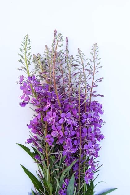 Premium Photo Flowering Fireweed Or Chamaenerion Angustifolium Plant