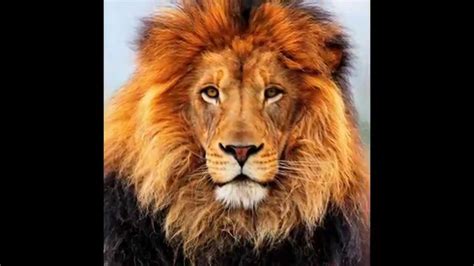 Visit archive for more animal photos these are not my photographs but some of the fantastic image found on the net. top 20 coolest animals in the world!! (special) - YouTube