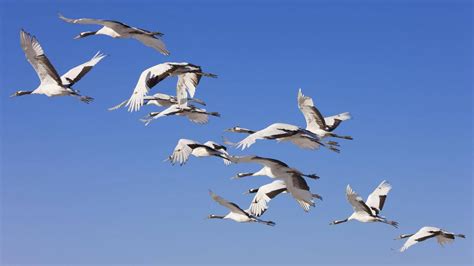 Migratory Birds Wallpapers Wallpaper Cave