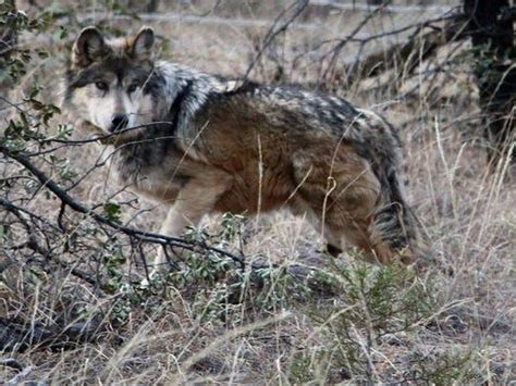 Fish And Wildlife Service Kills Four Mexican Gray Wolves For Preying On