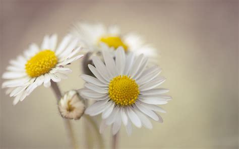 Wallpaper White Daisy Petals Hazy Background 2560x1600 Hd Picture Image