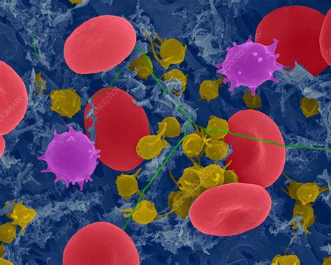 Red Blood Cells Monocytes Platelets And Fibrin Sem Stock Image