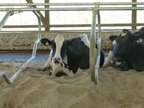 Dairy Housing Free Stall Base Material And Bedding Options Ontarioca