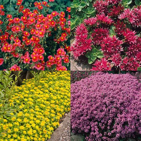 Buy Ground Cover Perennial Plant Collection J Parkers