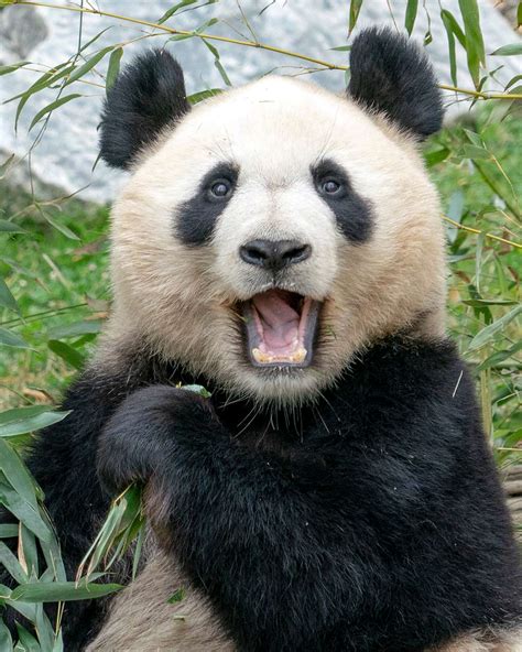 Heres Why The Giant Panda Is In Danger And How You Can Help The