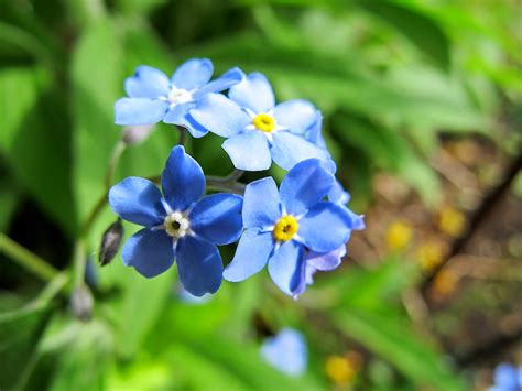 Turn your wedding or event flowers into love with our recycling service. Addicted to Making: Forget-me-knots & starting again..