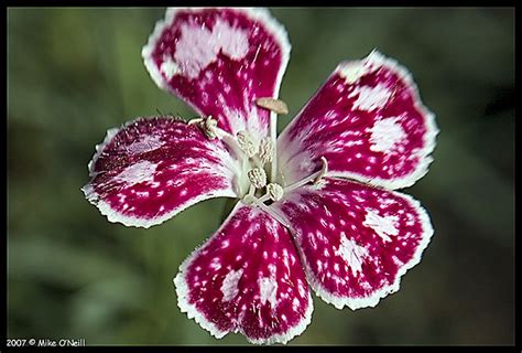 Dianthus Red Flower With White Spots If Any Of You Know Flickr