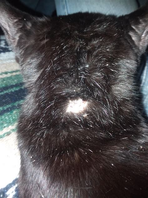 Bald Patch On Cat