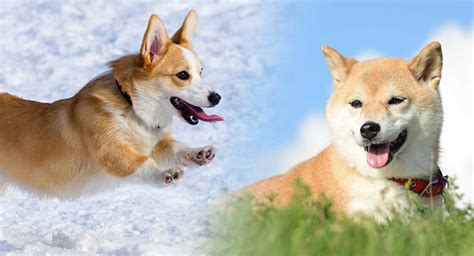 What Is A Corgi Shiba Inu Mix A Complete Guide The Goody Pet Atelier