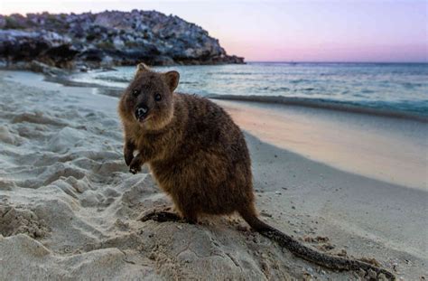 Top 10 Places In Australia For Wildlife Photography