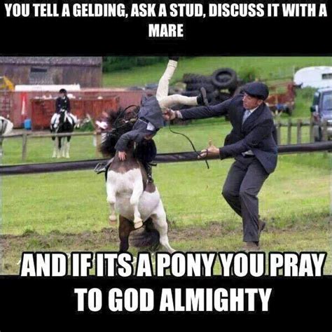 43 Awesome Horse Memes Funny Memes