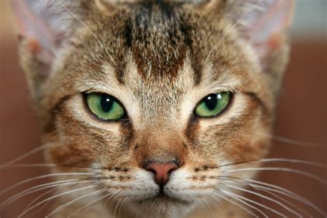In fact, some illnesses can arise. Feline Lymphoma: Causes & Symptoms | Canna-Pet®
