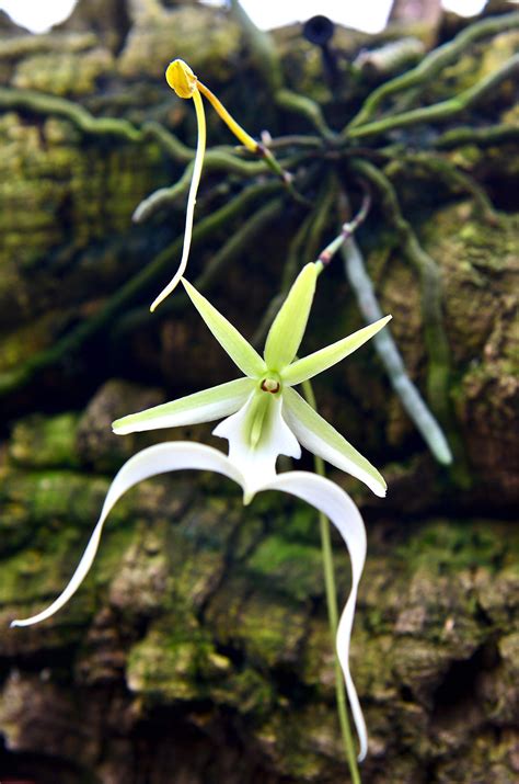 Ghost Orchid Dendrophylax Lindenii The Rarest Orchid In The World